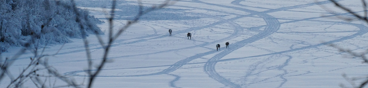Avontuur boven de poolcirkel
